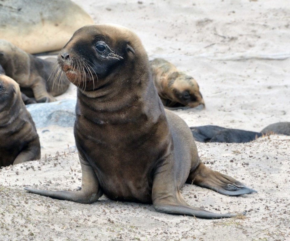 Обои тюлень, дикая природа, морской котик, ласты, seal, wildlife, navy seal, fins разрешение 1920x1080 Загрузить