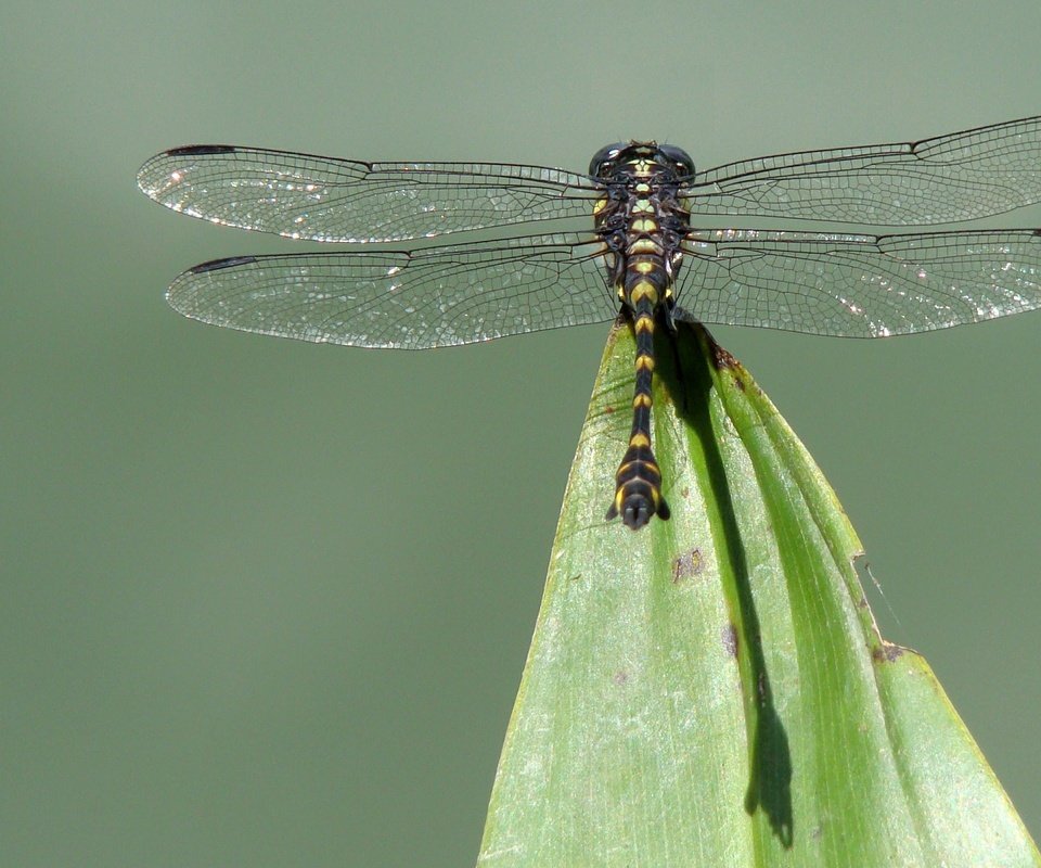 Обои насекомое, крылья, лист, стрекоза, insect, wings, sheet, dragonfly разрешение 2560x1600 Загрузить