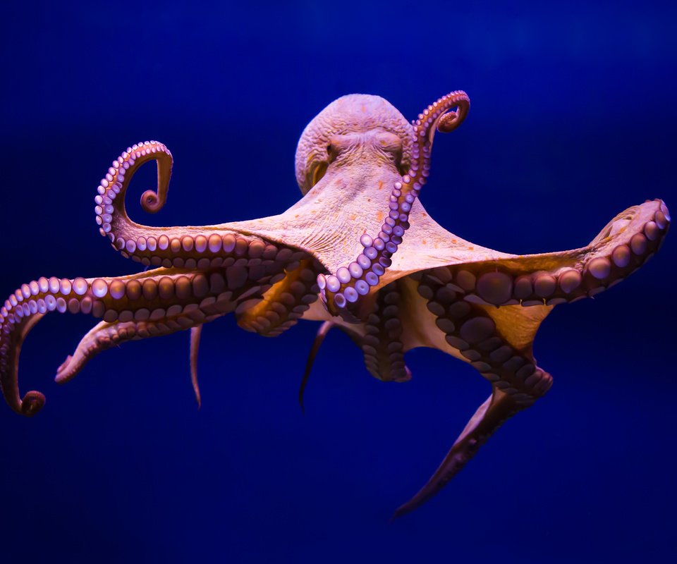 Обои осьминог, щупальца, подводный мир, спрут, осминог, головоногий моллюск, octopus, tentacles, underwater world разрешение 3840x2400 Загрузить