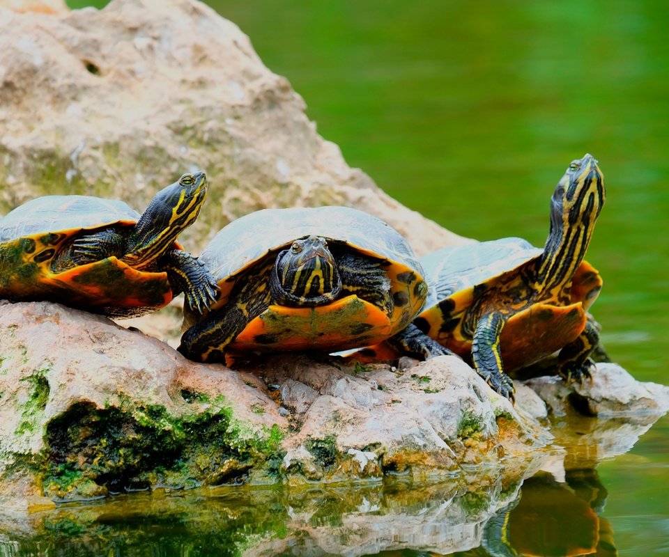 Обои вода, черепаха, панцирь, камень, черепахи, пресмыкающиеся, пресноводная черепаха, water, turtle, shell, stone, turtles, reptiles разрешение 2880x1950 Загрузить