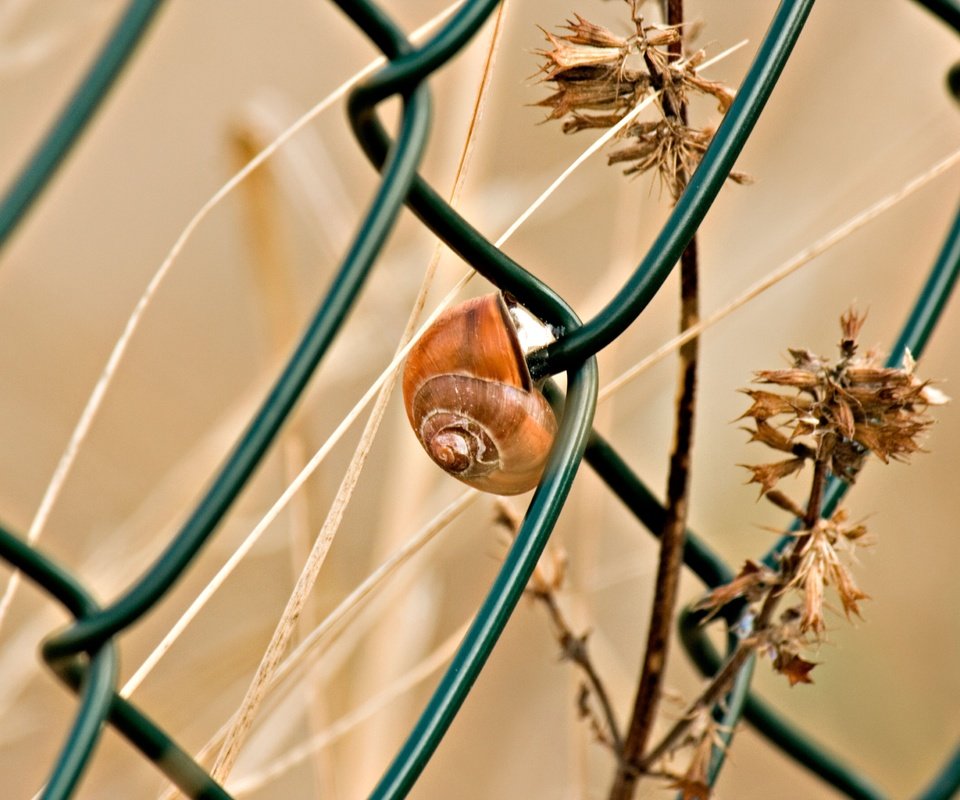 Обои макро, забор, сетка, улитка, сухая трава, macro, the fence, mesh, snail, dry grass разрешение 3888x2592 Загрузить