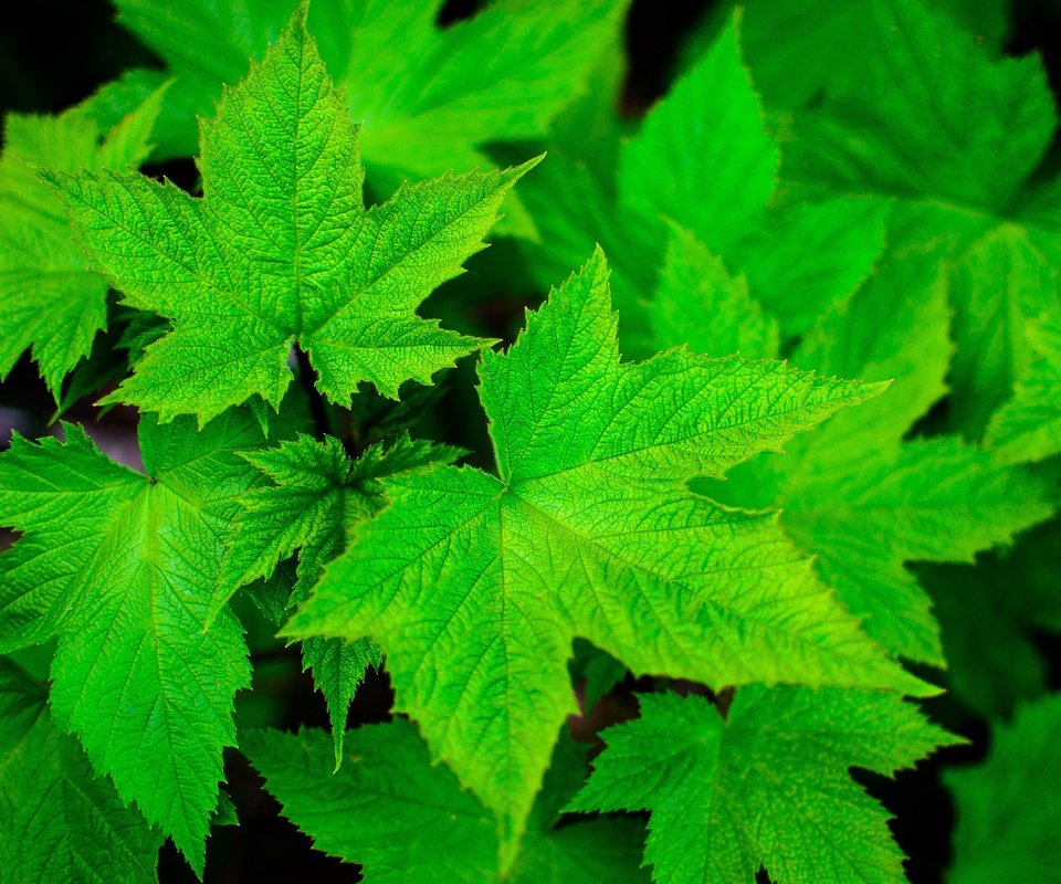 Обои природа, листья, зеленые листья, смородина, крупным планом, nature, leaves, green leaves, currants, closeup разрешение 4928x3264 Загрузить