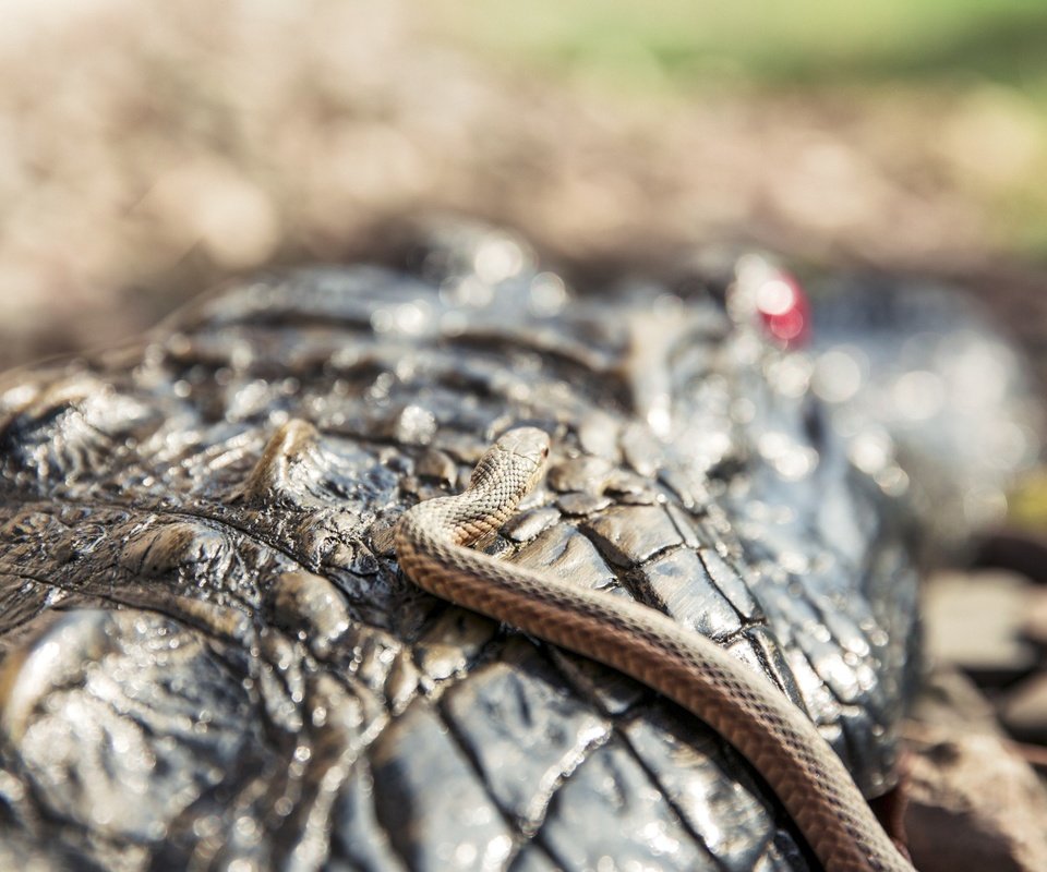 Обои змея, крокодил, чешуя, рептилия, крупным планом, пресмыкающиеся, snake, crocodile, scales, reptile, closeup, reptiles разрешение 2880x1800 Загрузить