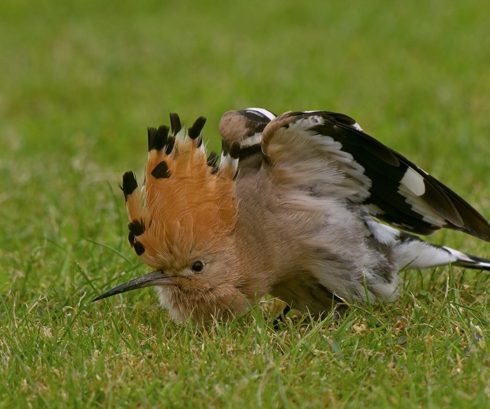 Обои трава, птица, клюв, перья, удод, grass, bird, beak, feathers, hoopoe разрешение 2048x1316 Загрузить