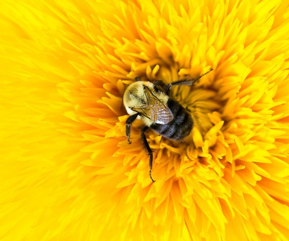 Обои желтый, макро, насекомое, цветок, лепестки, пчела, шмель, yellow, macro, insect, flower, petals, bee, bumblebee разрешение 2048x1152 Загрузить
