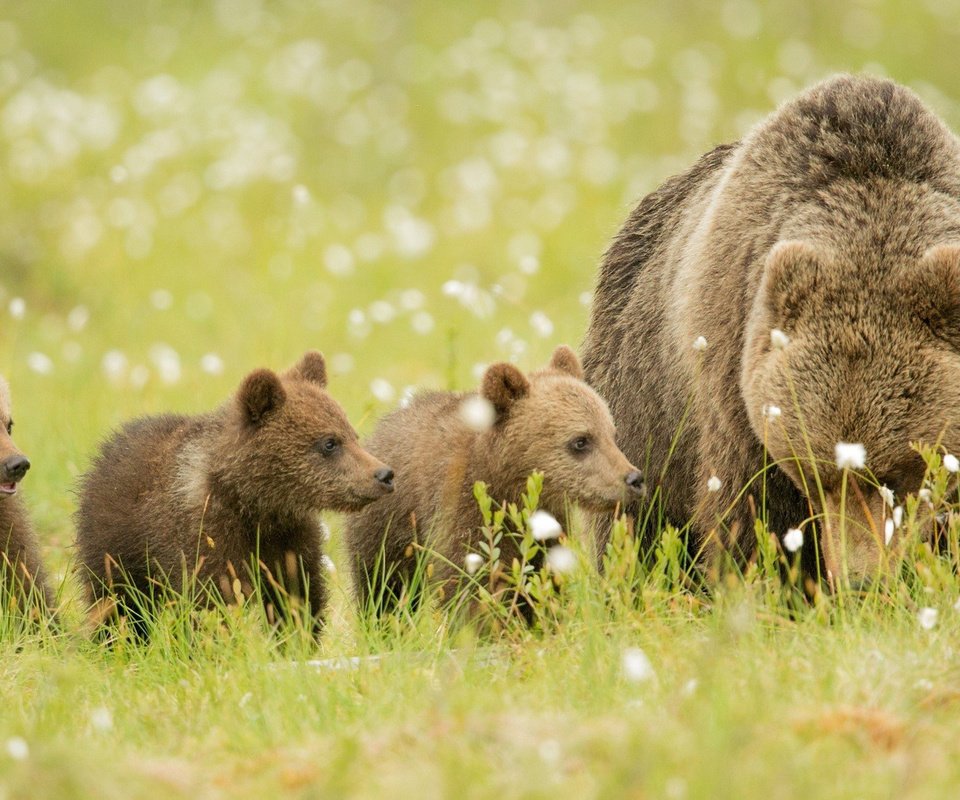 Обои трава, животные, медведь, луг, медвежата, бурые медведи, grass, animals, bear, meadow, bears, brown bears разрешение 2048x1099 Загрузить