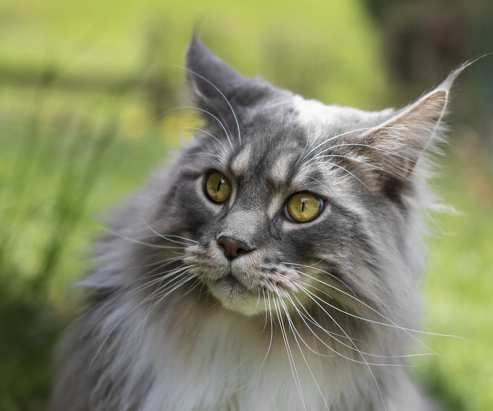 Обои глаза, фон, кот, усы, кошка, взгляд, мейн-кун, eyes, background, cat, mustache, look, maine coon разрешение 1920x1200 Загрузить