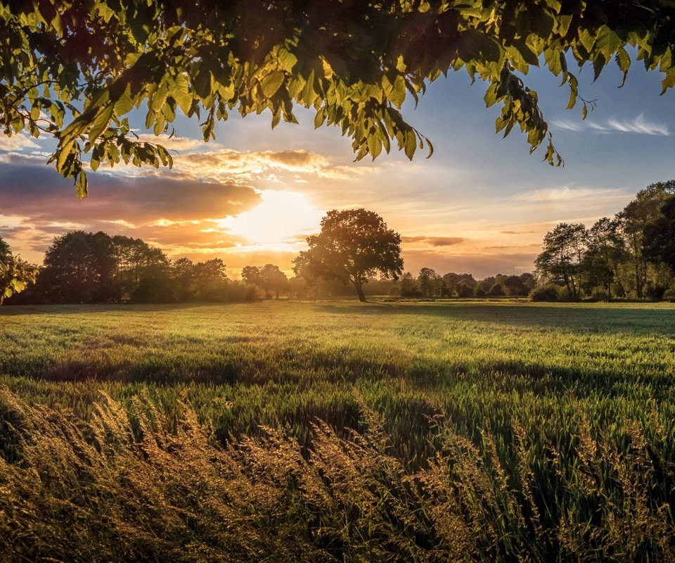 Обои небо, трава, облака, природа, дерево, закат, пейзаж, поле, the sky, grass, clouds, nature, tree, sunset, landscape, field разрешение 5286x3520 Загрузить