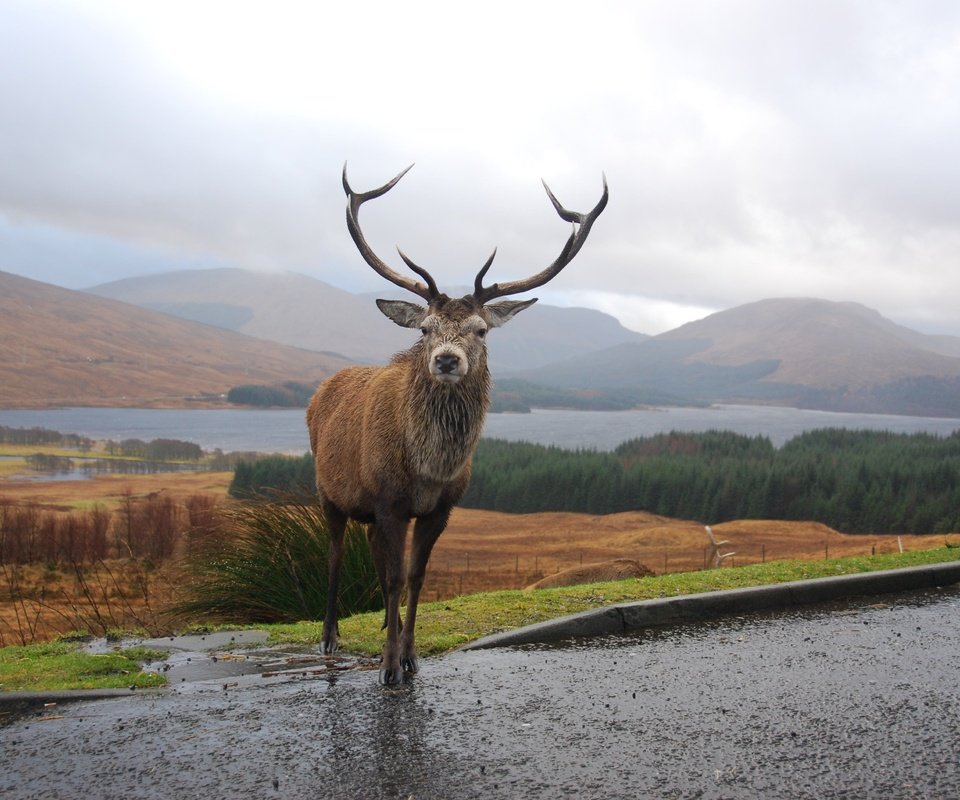 Обои горы, олень, рога, шотландия, mountains, deer, horns, scotland разрешение 3872x2592 Загрузить