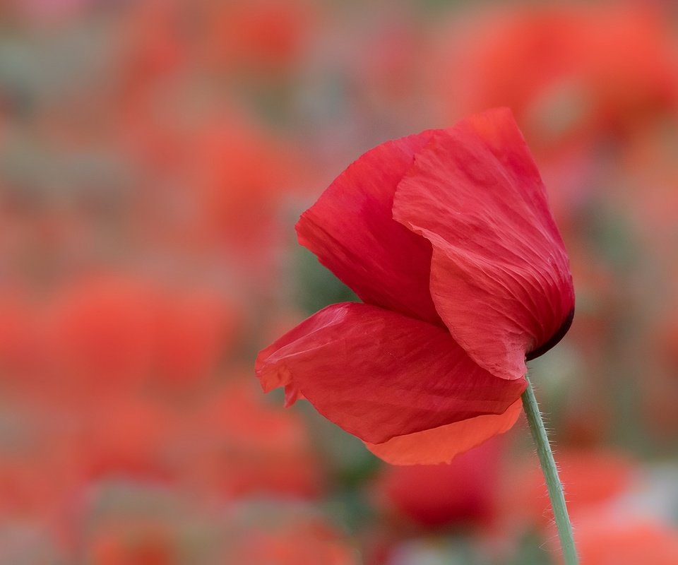 Обои цветок, лето, лепестки, красный, размытость, мак, стебель, flower, summer, petals, red, blur, mac, stem разрешение 2084x1088 Загрузить