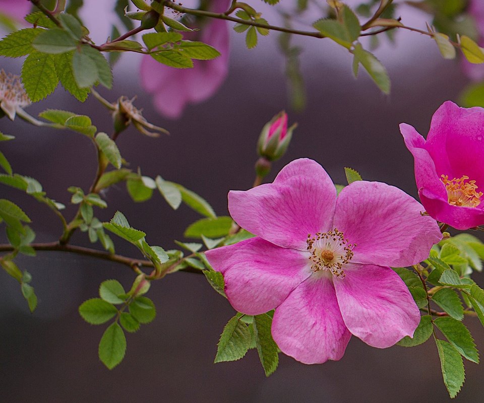 Обои цветы, розовые, ветка, природа, цветение, листья, роза, лепестки, шиповник, flowers, pink, branch, nature, flowering, leaves, rose, petals, briar разрешение 2048x1152 Загрузить