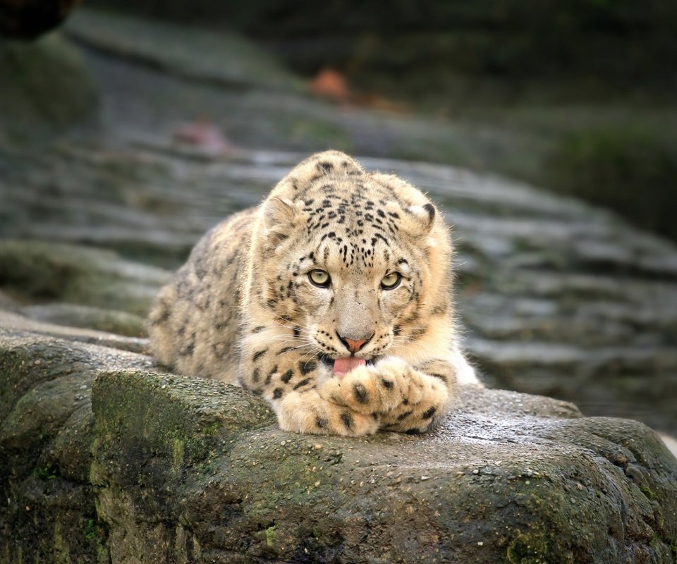 Обои камни, хищник, большая кошка, отдых, снежный барс, лежа, stones, predator, big cat, stay, snow leopard, lying разрешение 1920x1200 Загрузить