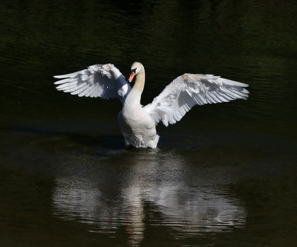 Обои вода, крылья, птица, клюв, перья, лебедь, water, wings, bird, beak, feathers, swan разрешение 3401x2669 Загрузить