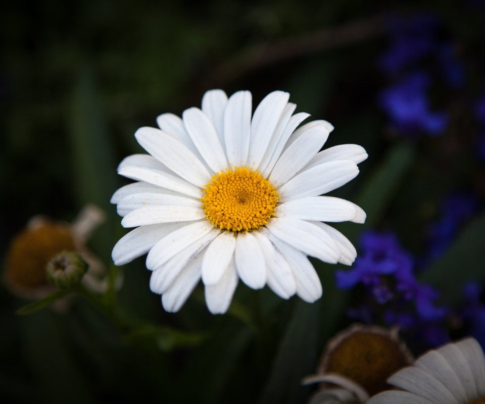 Обои лепестки, ромашки,  цветы, petals, chamomile, flowers разрешение 5616x3744 Загрузить