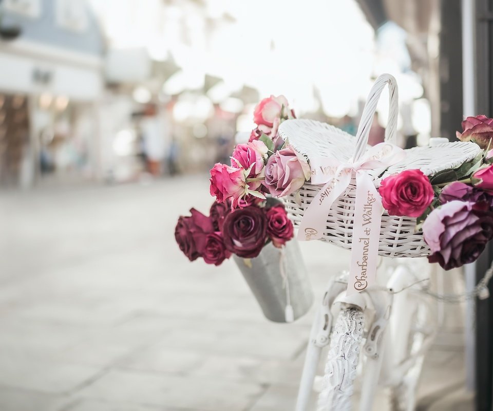 Обои цветы, розы, улица, велосипед, корзинка, flowers, roses, street, bike, basket разрешение 2500x1733 Загрузить