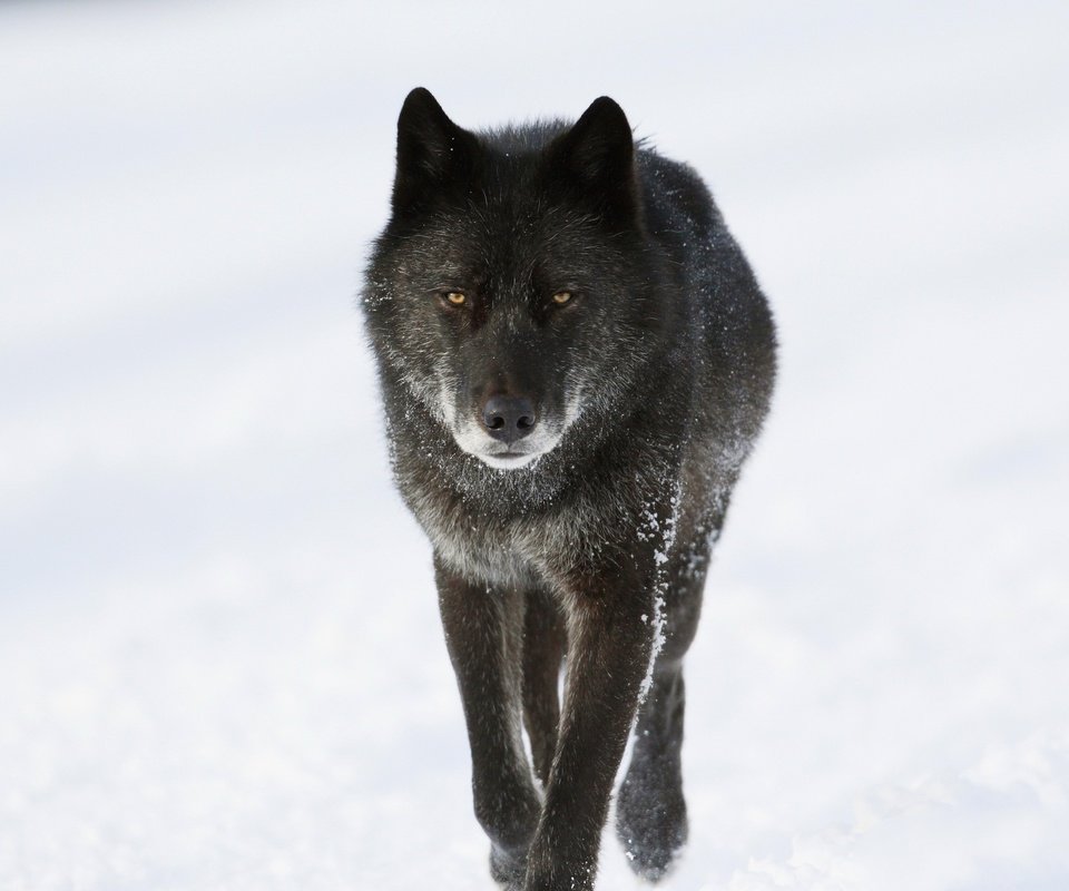Обои морда, снег, зима, взгляд, хищник, животное, канада, волк, face, snow, winter, look, predator, animal, canada, wolf разрешение 2560x1440 Загрузить