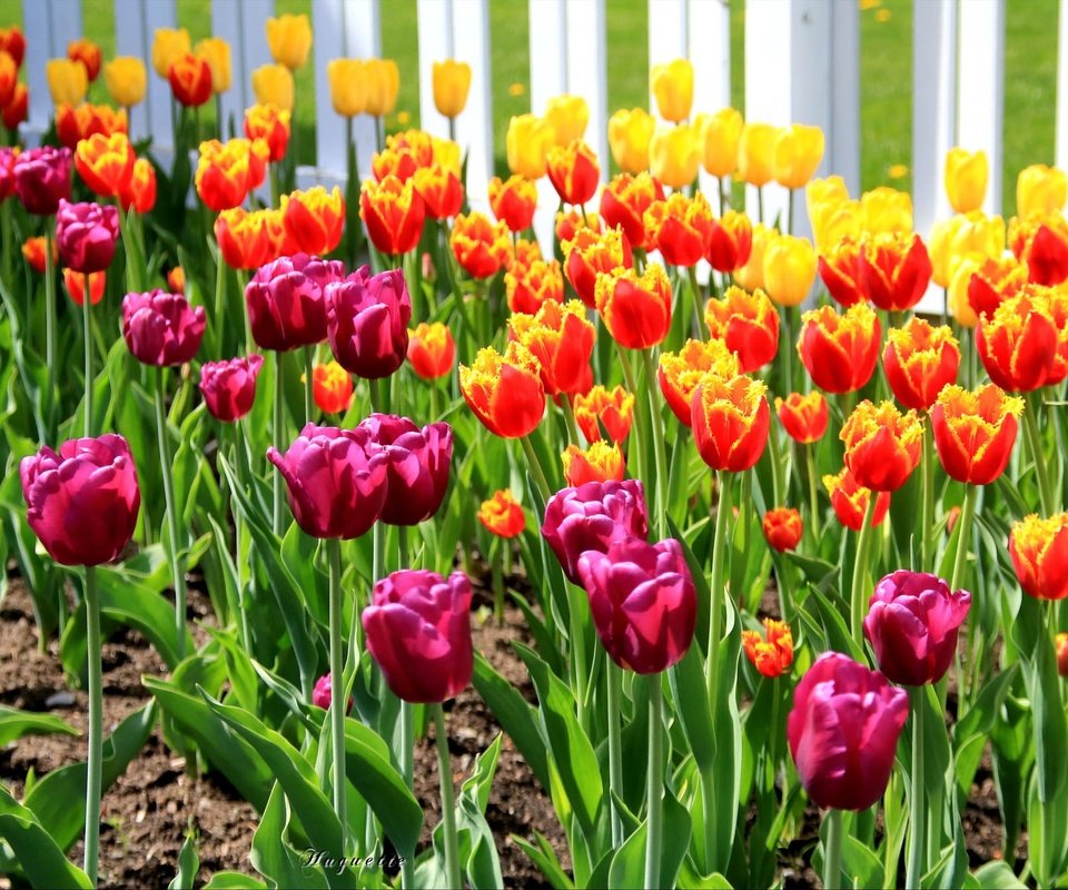 Обои цветы, бутоны, лепестки, весна, тюльпаны, стебли, клумба, flowers, buds, petals, spring, tulips, stems, flowerbed разрешение 2024x1348 Загрузить