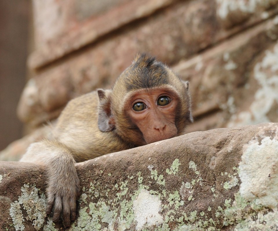 Обои морда, грусть, взгляд, обезьяна, печаль, макака, face, sadness, look, monkey разрешение 2048x1372 Загрузить