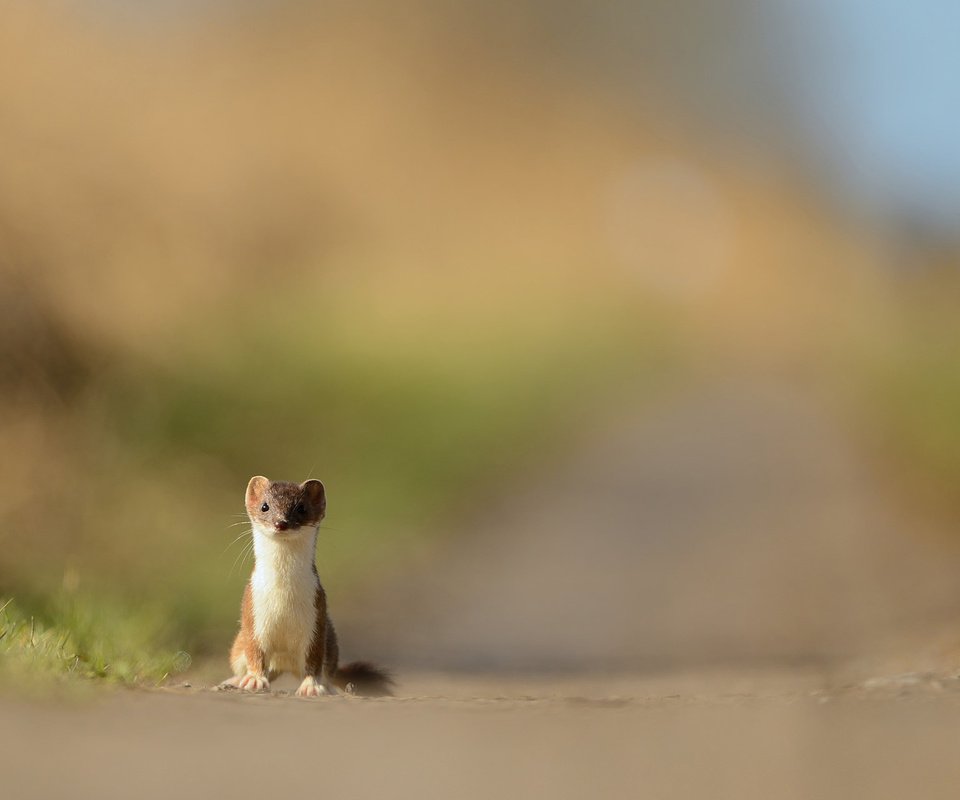 Обои природа, хищник, зверек, куница, горностай, nature, predator, animal, marten, ermine разрешение 1920x1200 Загрузить