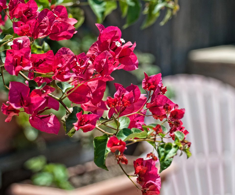 Обои цветы, ветка, листья, лепестки, бугенвиллея, flowers, branch, leaves, petals, bougainvillea разрешение 1920x1200 Загрузить