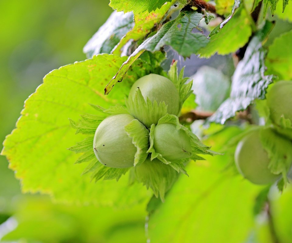 Обои листья, орехи, фундук, лесной орех, лещина, leaves, nuts, hazelnuts, hazelnut, hazel разрешение 5184x3456 Загрузить