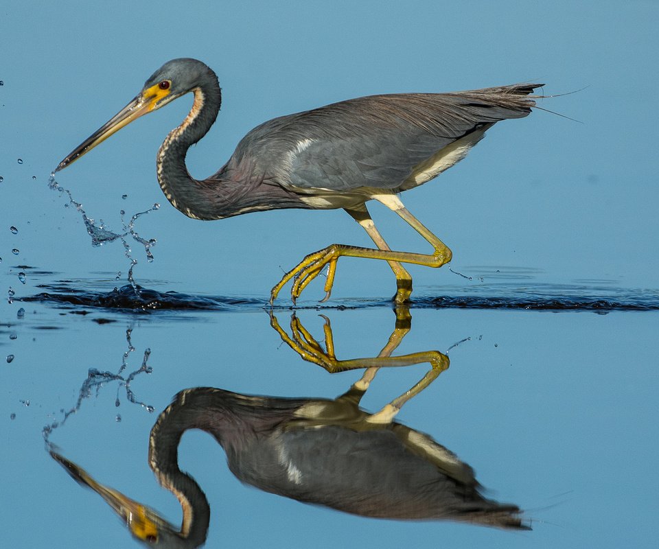 Обои вода, отражение, птица, клюв, перья, цапля, water, reflection, bird, beak, feathers, heron разрешение 1920x1180 Загрузить