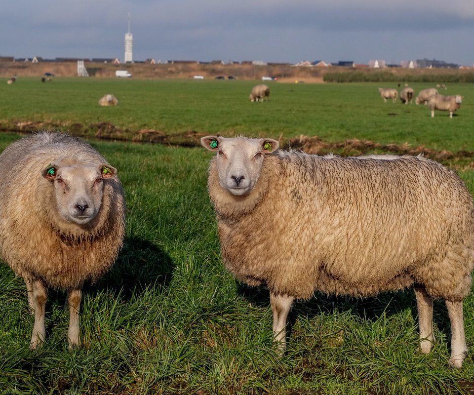 Обои трава, пастбище, овцы, стадо, овца, grass, pasture, sheep, the herd разрешение 4896x2760 Загрузить