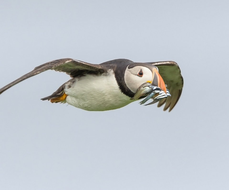 Обои полет, крылья, птица, клюв, рыба, тупик, улов, flight, wings, bird, beak, fish, stalled, catch разрешение 2048x1233 Загрузить