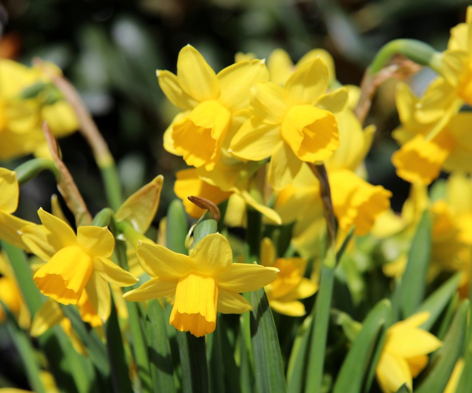 Обои цветы, весна, нарциссы, желтые, flowers, spring, daffodils, yellow разрешение 3840x2400 Загрузить