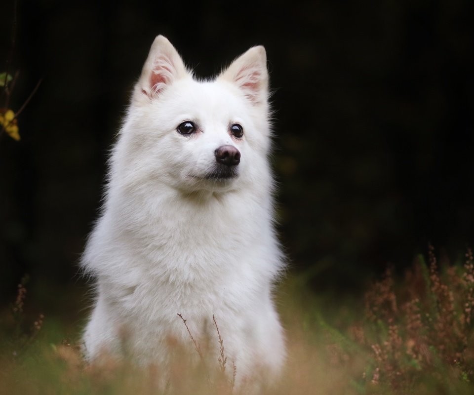 Обои собака, шпиц, белая швейцарская овчарка, японский шпиц, домашняя собака, dog, spitz, the white swiss shepherd dog разрешение 2880x1800 Загрузить