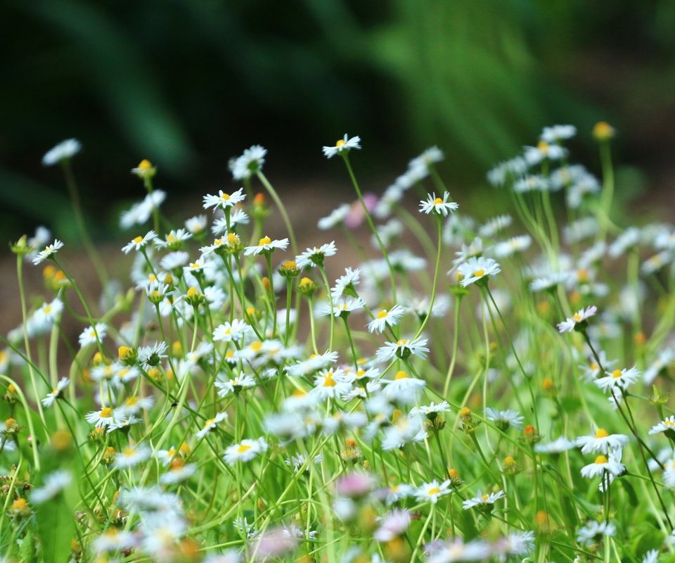 Обои трава, зелень, лето, ромашки, стебли, полевые цветы, grass, greens, summer, chamomile, stems, wildflowers разрешение 1920x1280 Загрузить