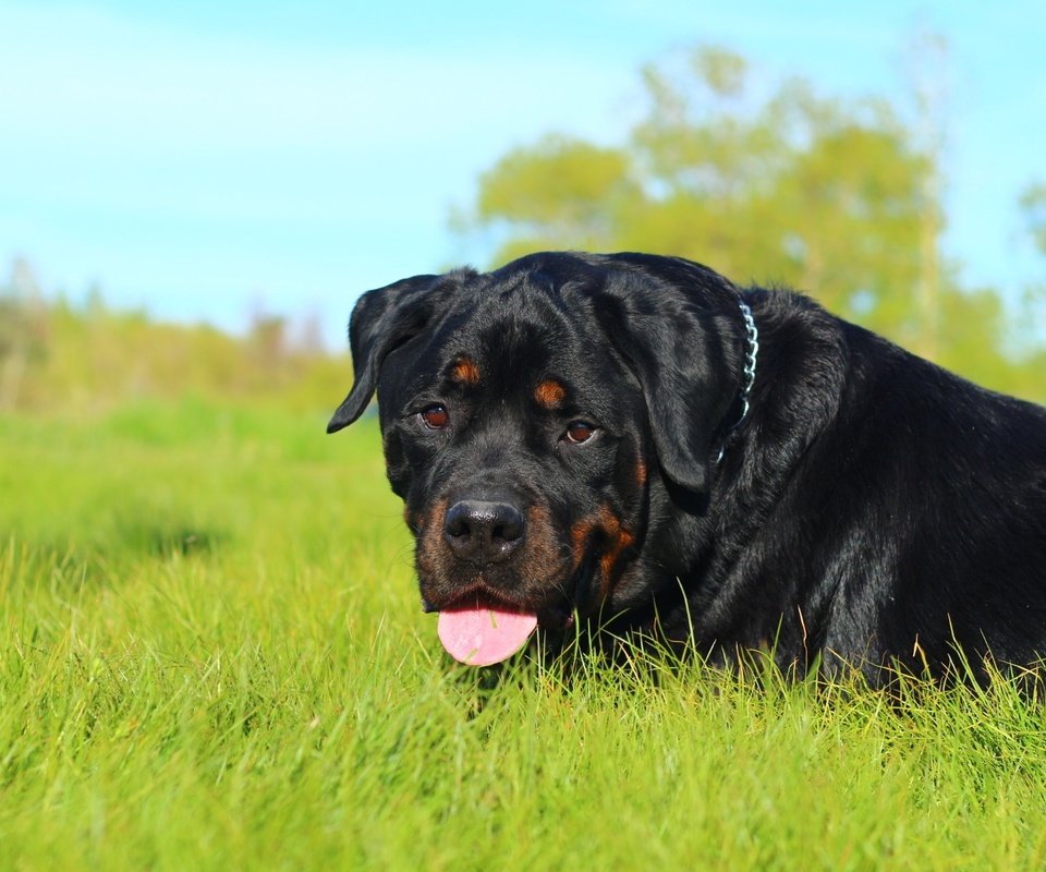 Обои морда, трава, природа, собака, язык, ротвейлер, face, grass, nature, dog, language, rottweiler разрешение 1920x1200 Загрузить