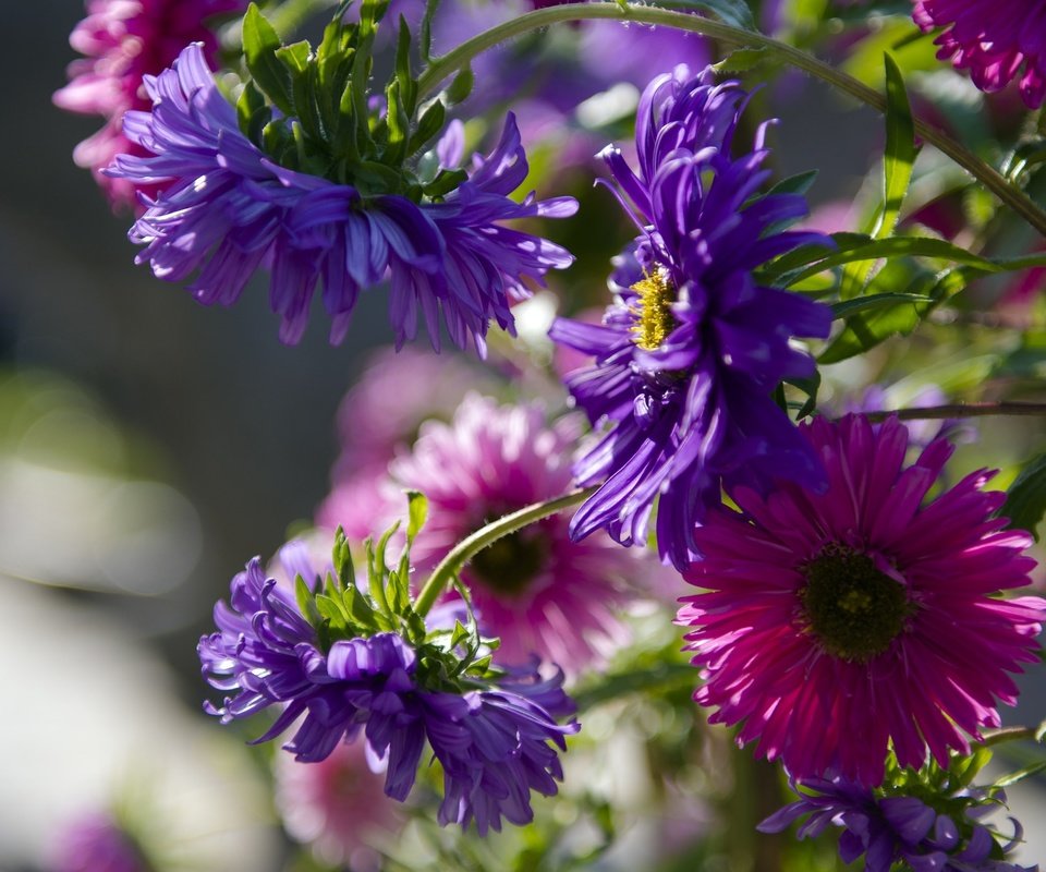 Обои цветение, бутоны, лепестки, сиреневые, астры, flowering, buds, petals, lilac, asters разрешение 2048x1365 Загрузить