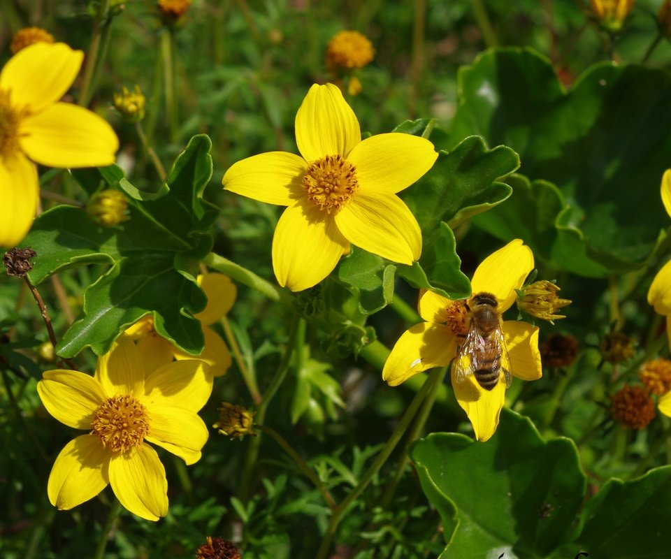 Обои цветы, насекомое, лепестки, пчела, желтые цветы, череда, flowers, insect, petals, bee, yellow flowers, series разрешение 3648x1996 Загрузить