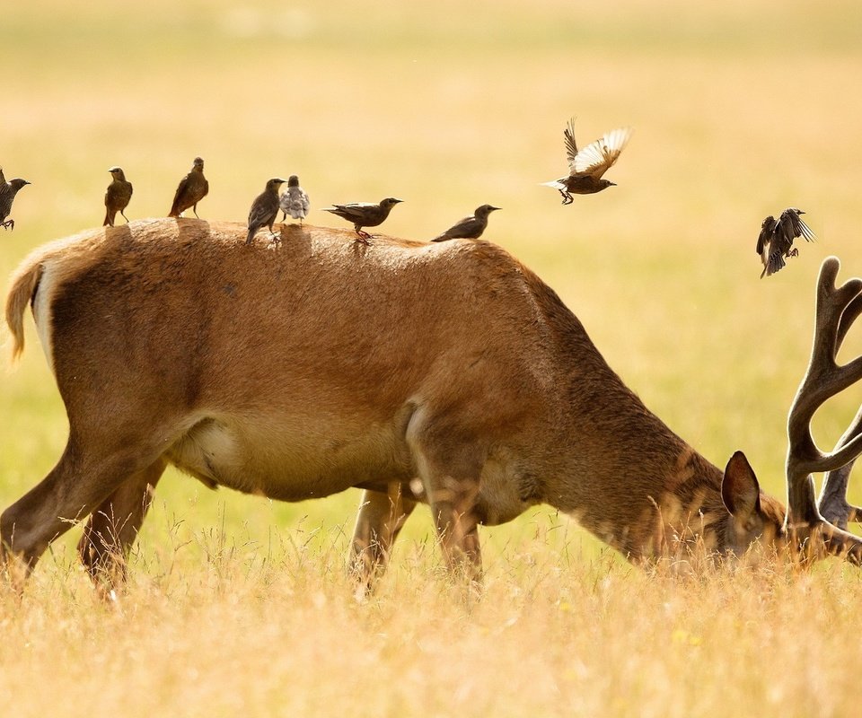 Обои олень, животные, поле, птицы, рога, deer, animals, field, birds, horns разрешение 1920x1200 Загрузить