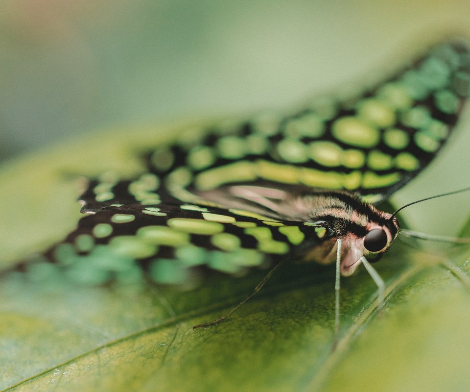 Обои насекомое, бабочка, крылья, лист, крупным планом, insect, butterfly, wings, sheet, closeup разрешение 2560x1600 Загрузить
