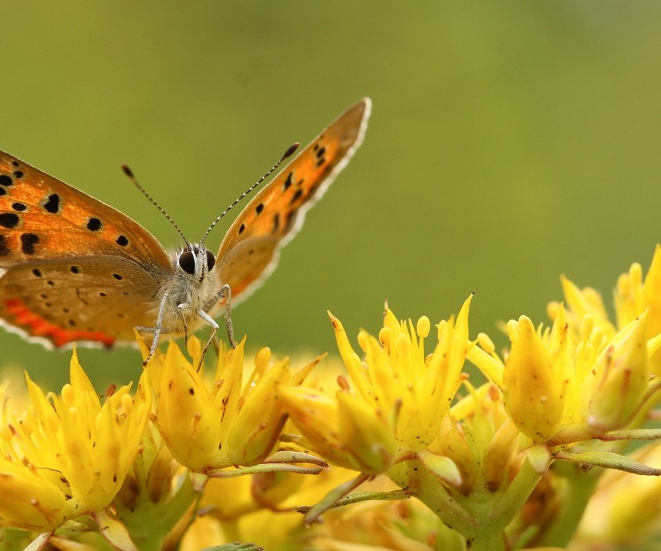 Обои цветы, насекомое, бабочка, крылья, flowers, insect, butterfly, wings разрешение 1920x1200 Загрузить