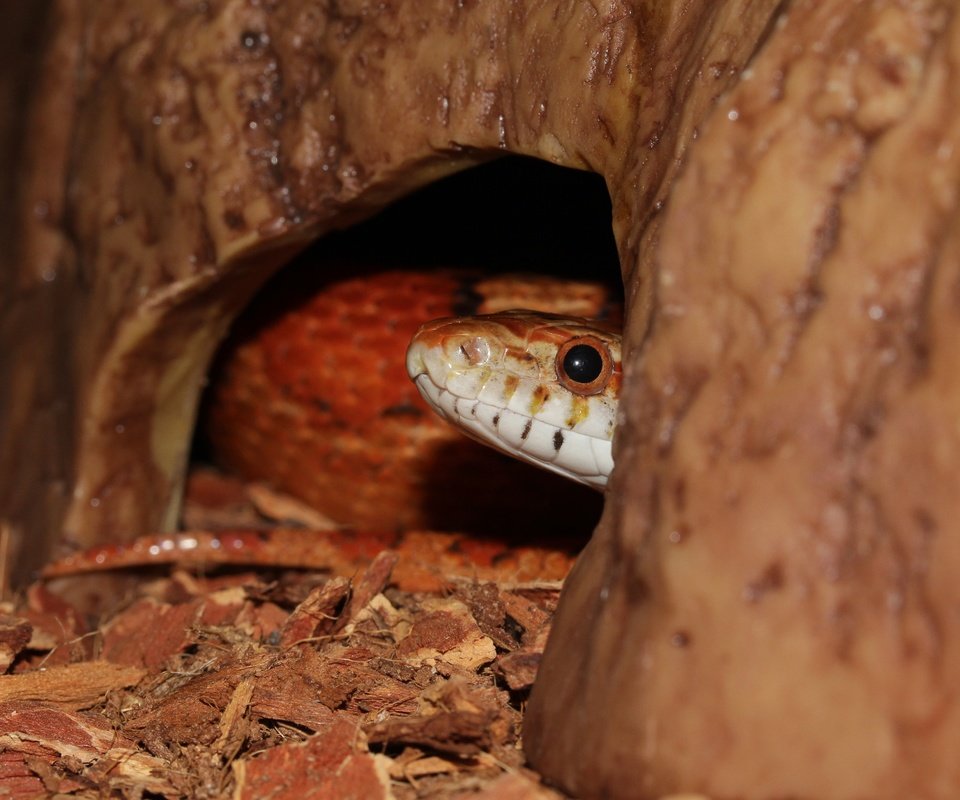 Обои змея, рептилия, крупным планом, пресмыкающиеся, террариум, snake, reptile, closeup, reptiles, terrarium разрешение 3904x3128 Загрузить