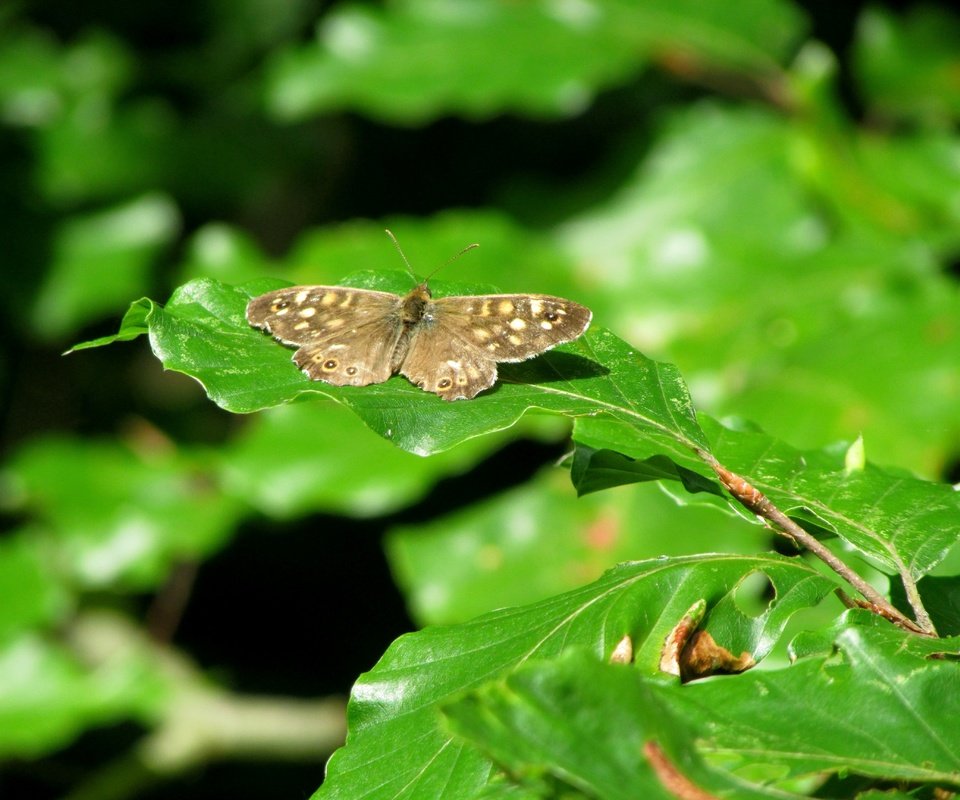 Обои природа, листья, насекомое, бабочка, nature, leaves, insect, butterfly разрешение 4608x3456 Загрузить