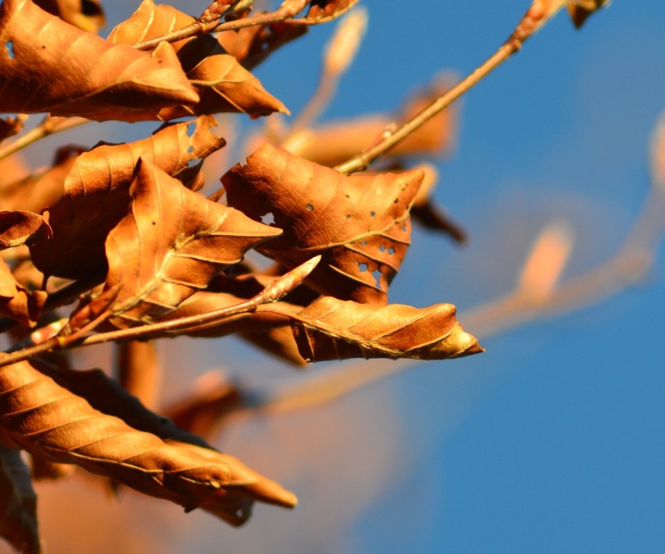 Обои небо, ветка, дерево, листья, осень, the sky, branch, tree, leaves, autumn разрешение 3072x4608 Загрузить