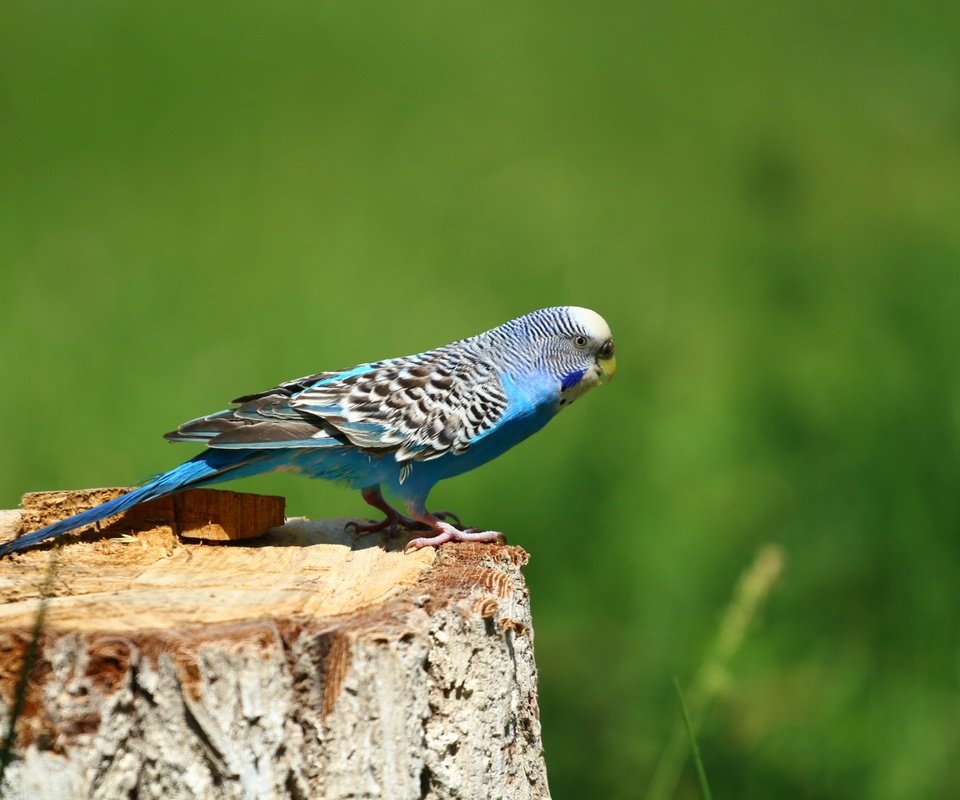 Обои фон, птица, птичка, попугай, пень, волнистый попугай, ааааааа, background, bird, parrot, stump, wavy parrot, aaaaaaa разрешение 1920x1280 Загрузить