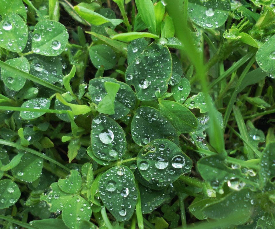 Обои трава, растения, листья, капли, дождь, grass, plants, leaves, drops, rain разрешение 4033x3025 Загрузить