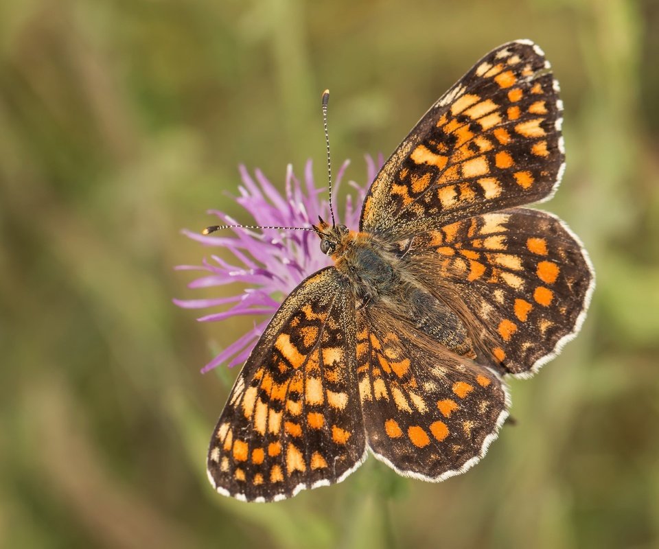 Обои насекомое, цветок, бабочка, крылья, боке, шашечница, insect, flower, butterfly, wings, bokeh, the metalmark разрешение 2048x1365 Загрузить