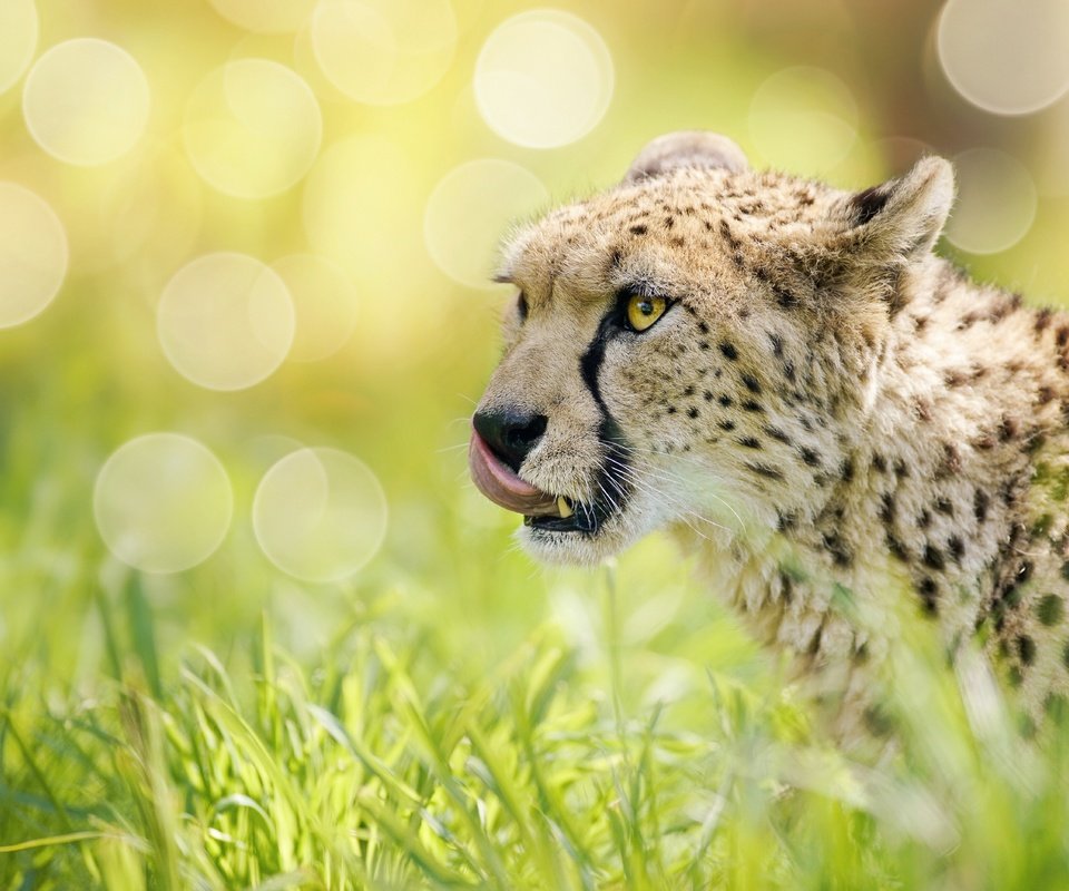 Обои морда, трава, блики, гепард, дикая кошка, боке, face, grass, glare, cheetah, wild cat, bokeh разрешение 5605x3742 Загрузить