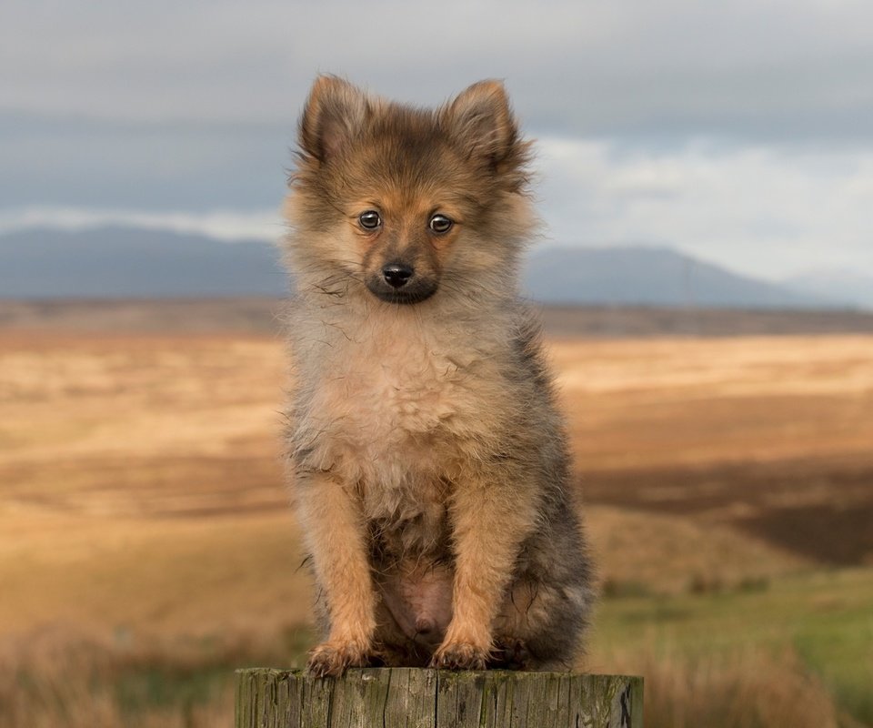 Обои мордочка, взгляд, собака, щенок, лапки, пенек, шпиц, muzzle, look, dog, puppy, legs, stump, spitz разрешение 3840x2160 Загрузить