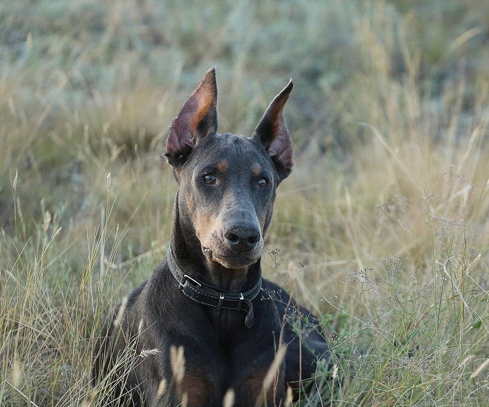 Обои взгляд, собака, друг, ошейник, доберман, травинки, look, dog, each, collar, doberman, grass разрешение 1920x1280 Загрузить