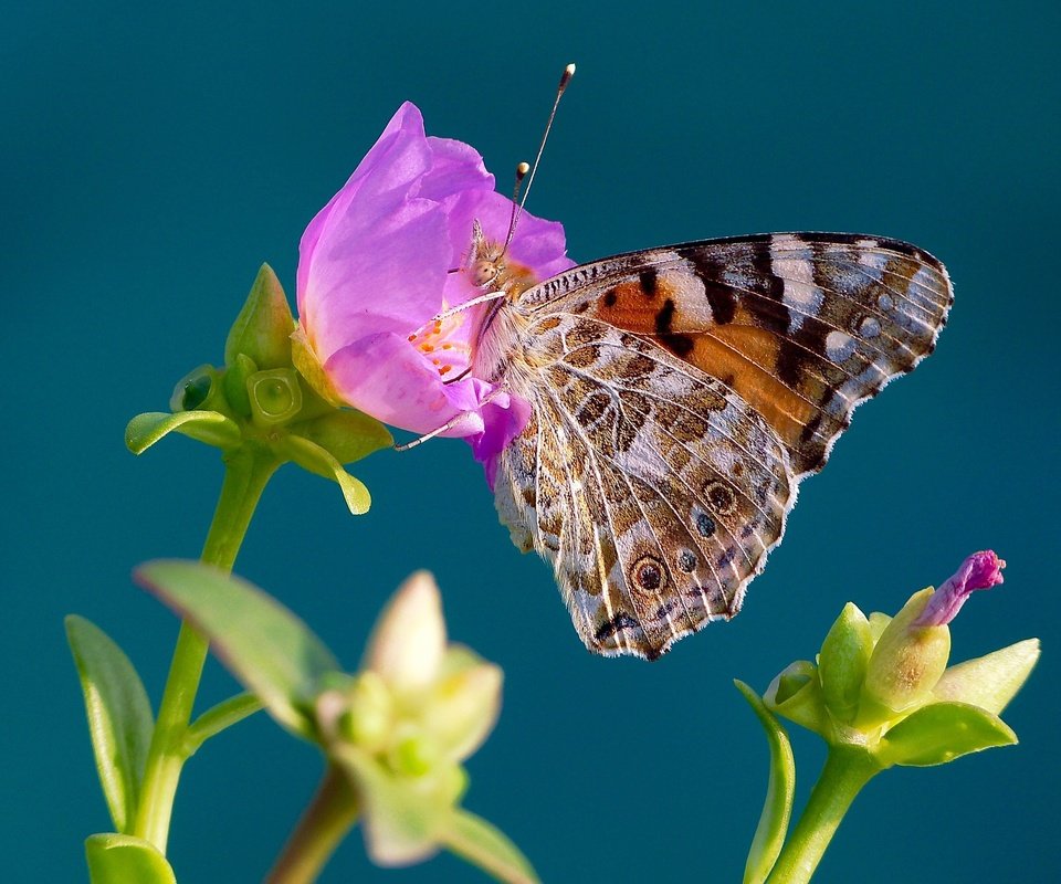 Обои макро, насекомое, фон, цветок, бабочка, крылья, репейница, macro, insect, background, flower, butterfly, wings, the painted lady разрешение 2048x1368 Загрузить