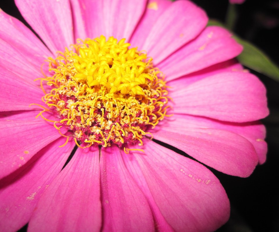 Обои макро, цветок, лепестки, пестики, цинния, macro, flower, petals, pistils, zinnia разрешение 4000x3000 Загрузить