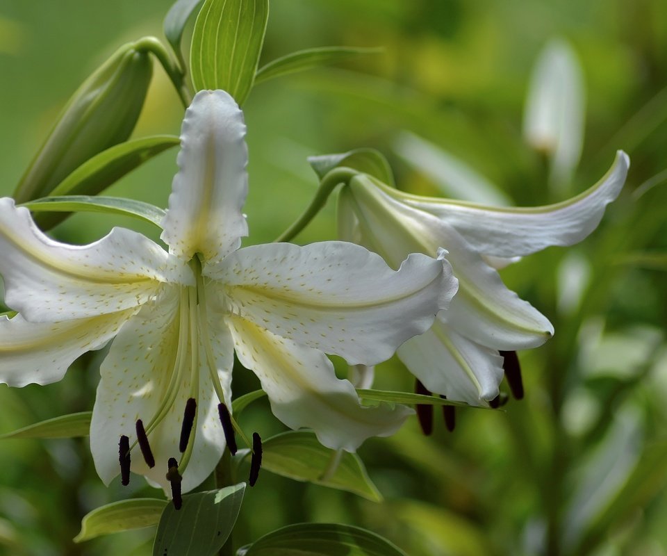 Обои цветы, лепестки, тычинки, лилия, белая, flowers, petals, stamens, lily, white разрешение 3456x2304 Загрузить