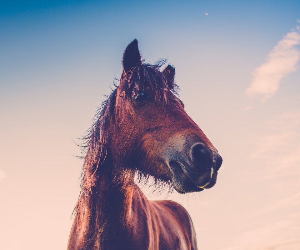 Обои небо, лошадь, облака, закат, конь, грива, the sky, horse, clouds, sunset, mane разрешение 5760x3240 Загрузить